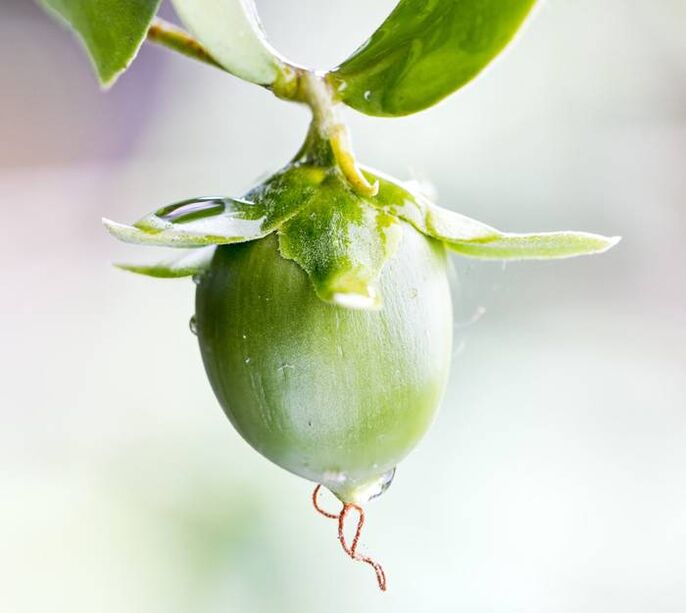 Huile anti-rides hydratante obtenue à partir du fruit de jojoba